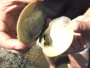 Paul Cuffee student examines a shell